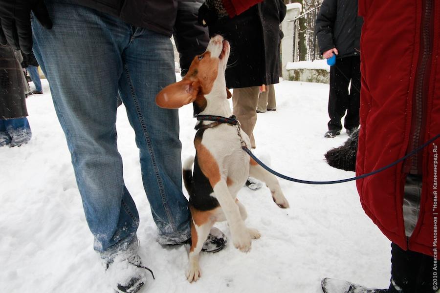 "Зеленые терминаторы": репортаж "Нового Калининграда.Ru"